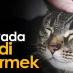 ruyada-kedi-gormek
