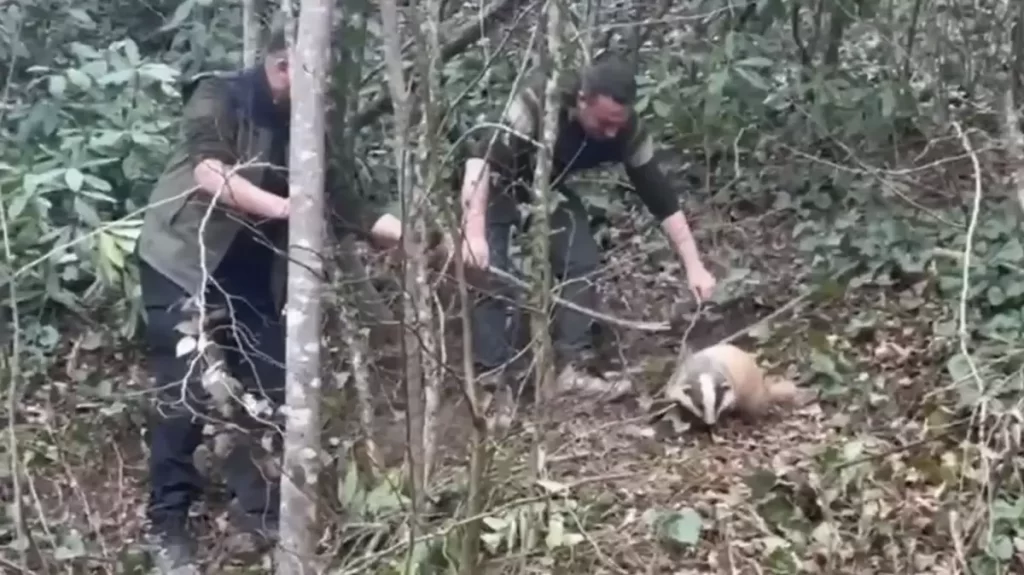 tuzağa yakalanan porsuk