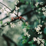 Martenicka-Baharin-Sembolu-Kirmizi-Beyaz-Bilekligin-Anlami-featured